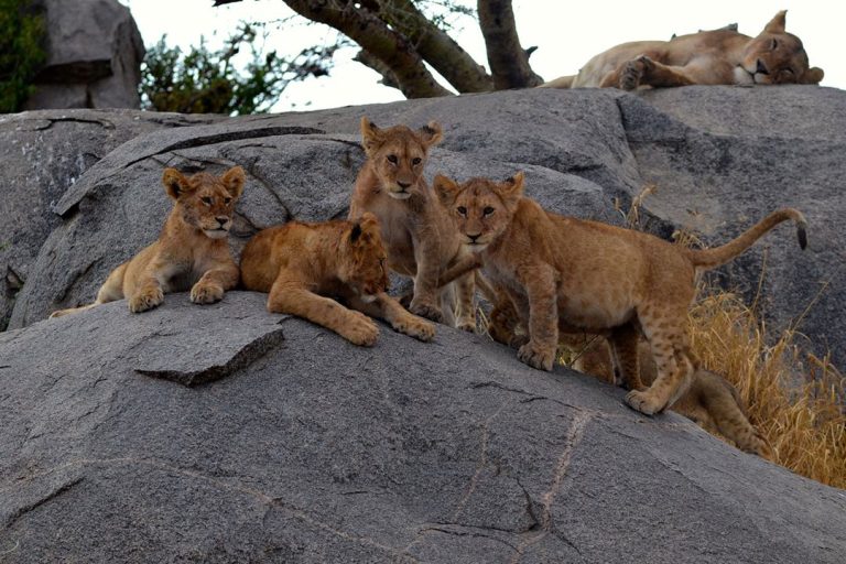 2-days-tanzania-group-joining-safari